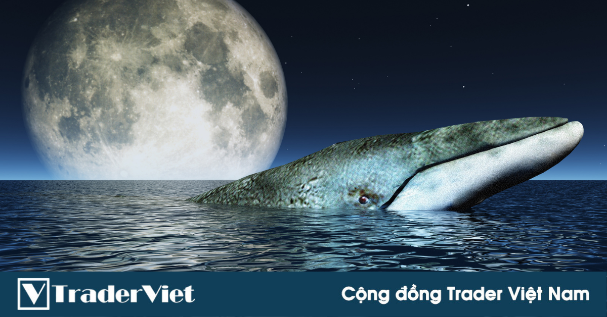 Thêm một 'cá voi Bitcoin' thức giấc sau hơn 7 năm không hoạt động