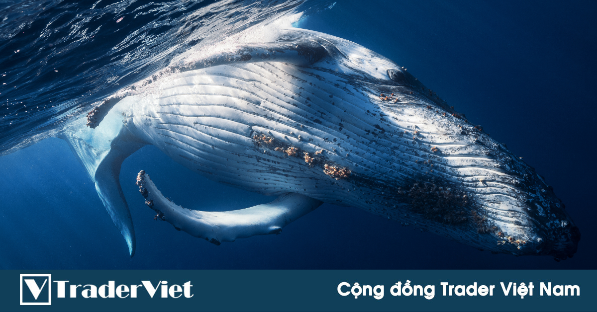 'Cá voi Bitcoin' lớn thứ 3 thế giới vừa chốt lời