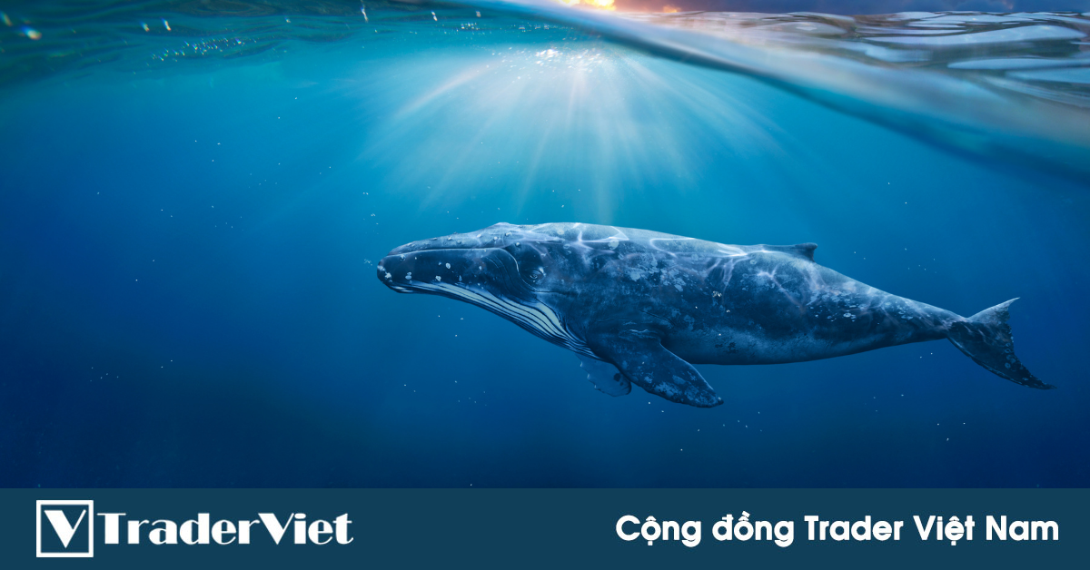 'Cá voi' Bitcoin liên tục đặt lệnh lớn, thị trường dậy sóng