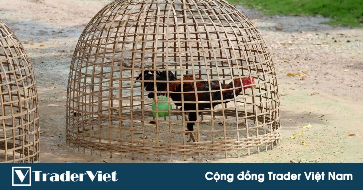 Tin người trade hộ, bạn của em đã cháy tài khoản 150 triệu