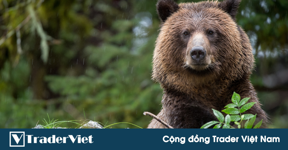 Hôm nay trade coin gì? - Ngày 16/11: Phản công sáng sớm!