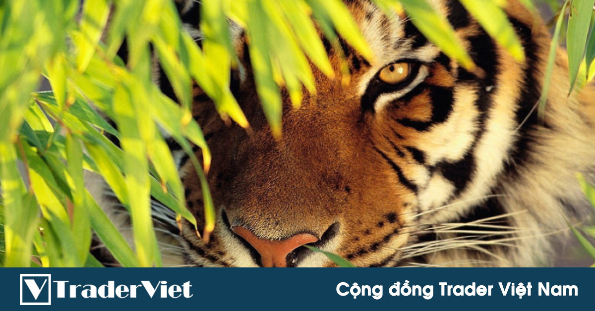 Chìa khóa giúp trader làm chủ tâm lý giao dịch