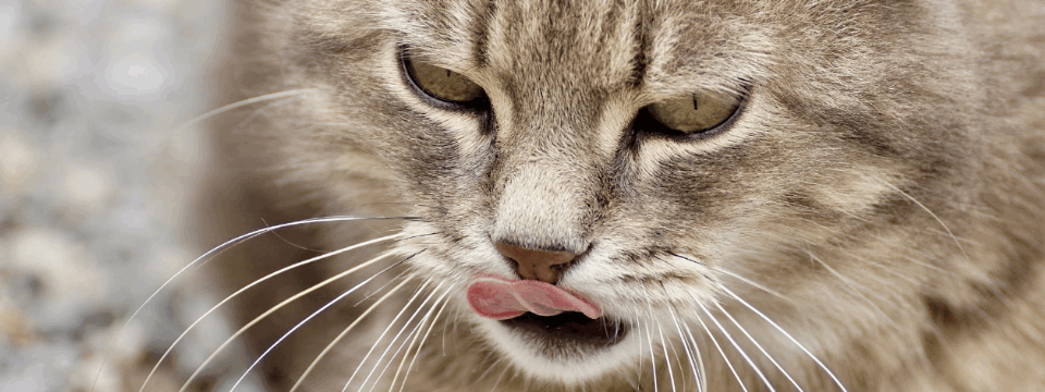 Chỉ báo Accumulative Swing Index (ASI) – Thị trường làm sao qua mắt nổi!