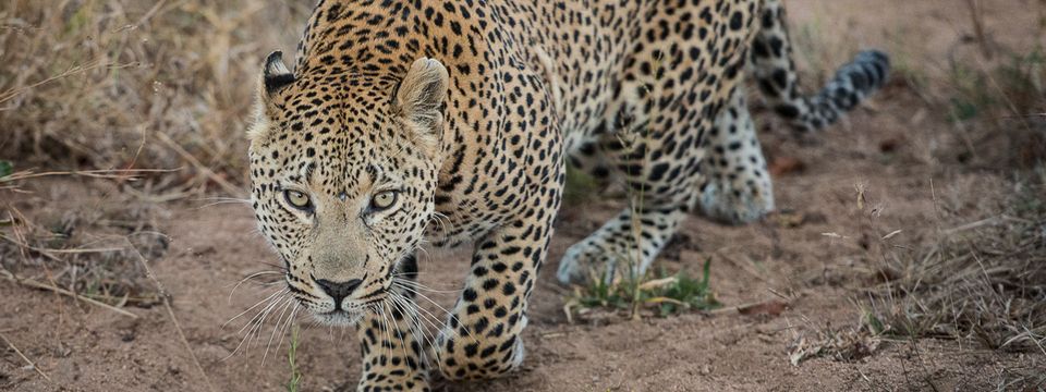 Đừng săn lùng những cú trade ngon, hãy đặt bẫy và chờ đợi