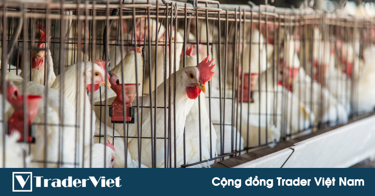 Chiêu 'lùa gà, bắt cả đàn' của chủ sàn tiền ảo