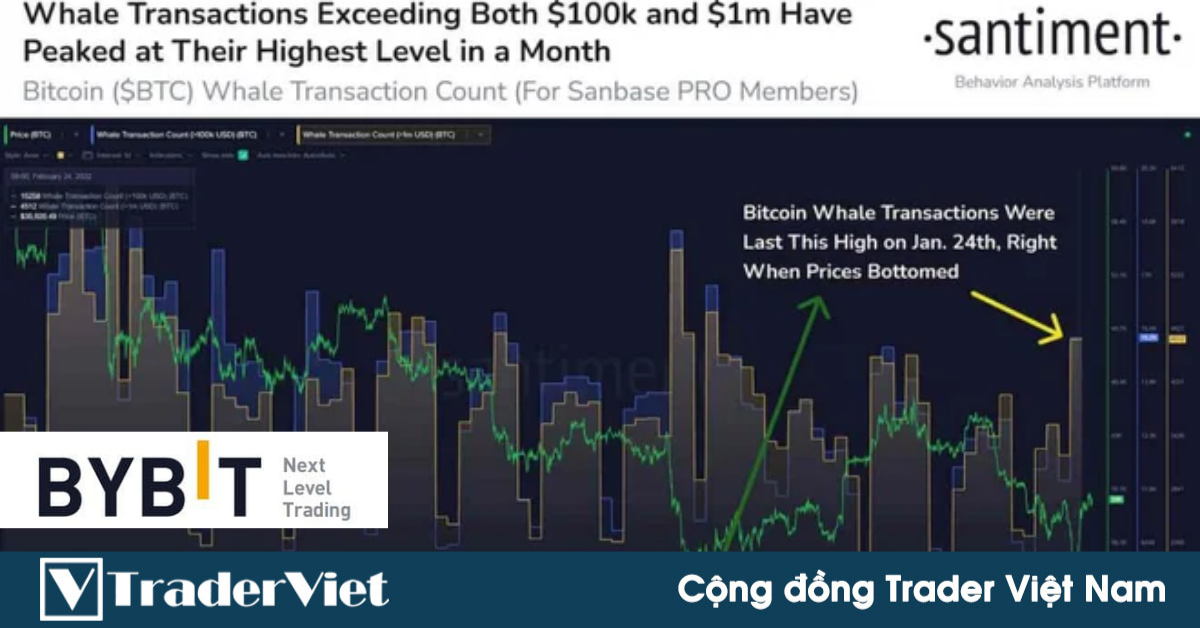 ‘Cá voi’ bắt đáy, Bitcoin chuẩn bị tăng mạnh?