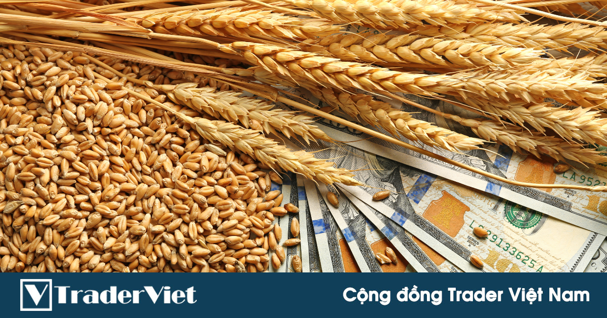 Giao Hàng Lúa Mì Mỹ Tăng Trở Lại Sau 5 Tuần