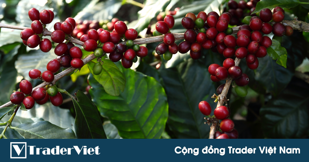 HĐTL Cà phê Arabica và những yếu tố ảnh hưởng đến giá HĐTL Cà phê Arabica