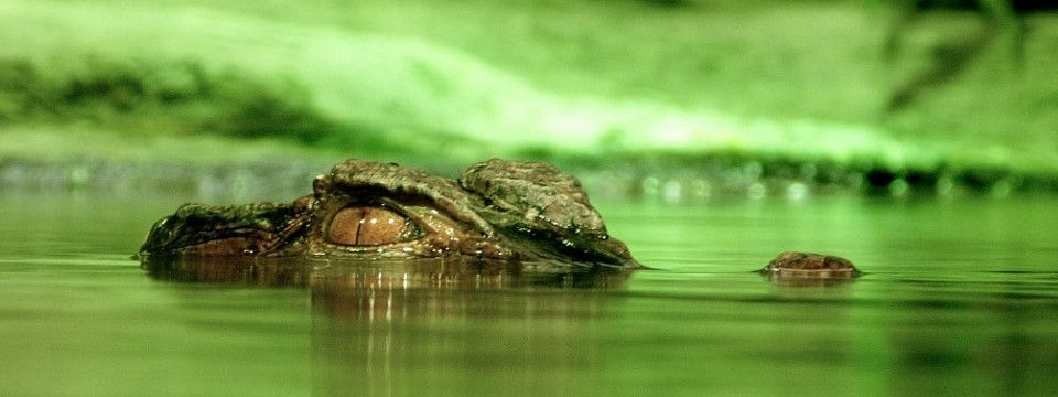 Hãy giao dịch như ... một con cá sấu