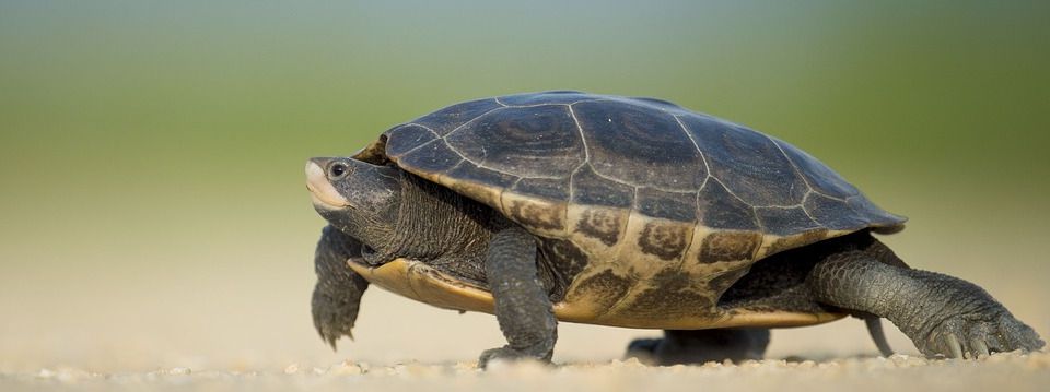 Chia sẻ một hệ thống giao dịch huyền thoại - Turtle Trading System - Hồi 3: Chiến lược vào lệnh