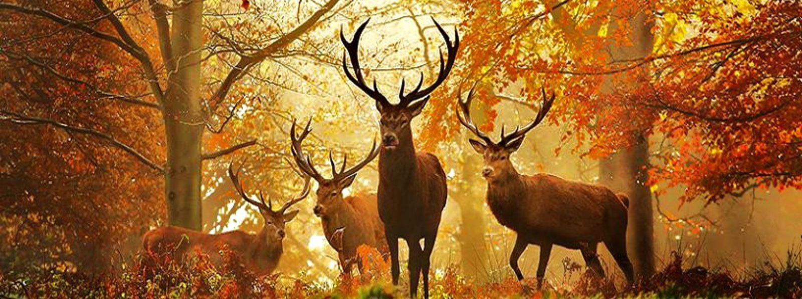 [Chia sẻ] Mọi người tự hào về điều gì nhất trong quá trình trading của mình?