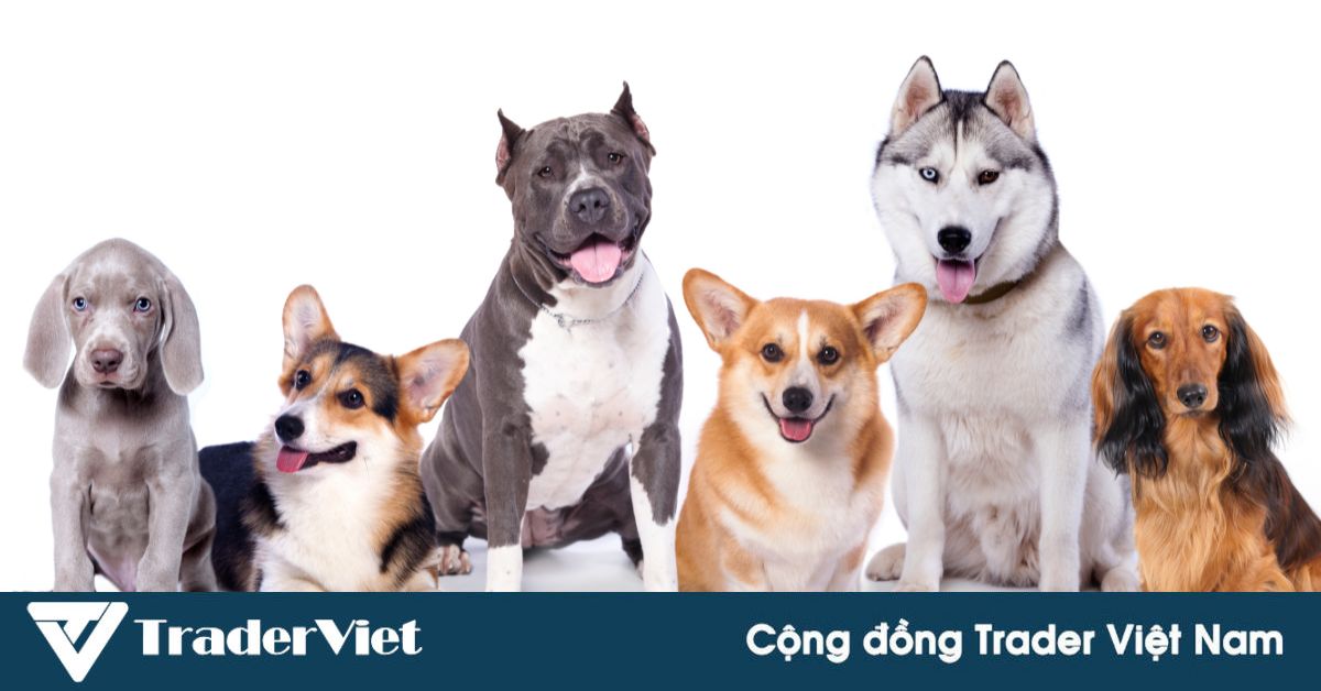 Chó H'Mông lọt top đắt nhất thế giới? Anh em cẩn thận trò lừa đảo thổi giá mới tại Việt Nam