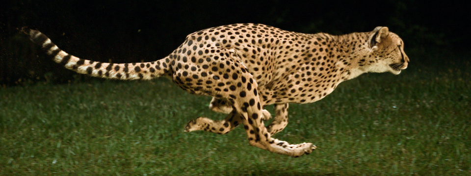 Chỉ báo Range Expansion Index – Dành cho Trader ngắn hạn