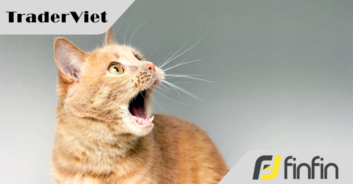 Trader Việt trade lời 2 triệu đô nhờ tiền vay rồi 'bật ngửa' với kết quả